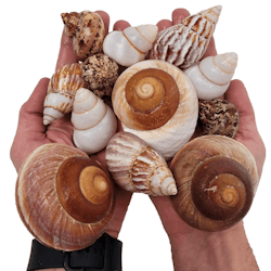Shell Shelter M