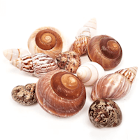 Shell Shelter M