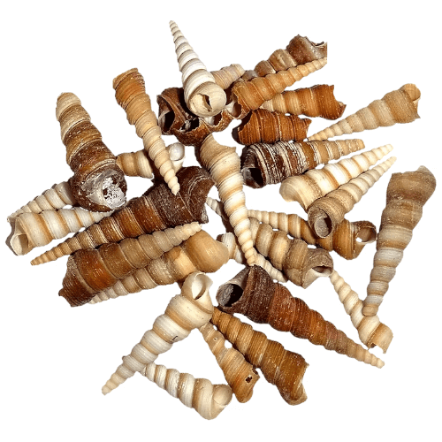 Long snail Shell
