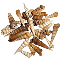 Long snail Shell