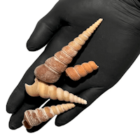Long snail Shell
