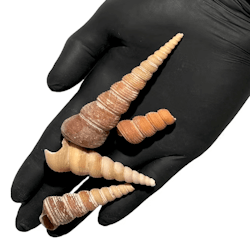 Long snail Shell