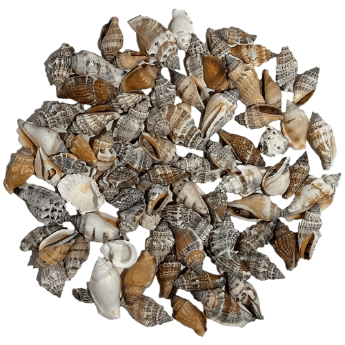 Pale spiral snail Shell