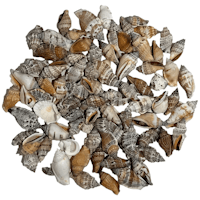 Pale spiral snail Shell