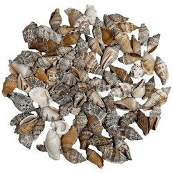 Pale spiral snail Shell
