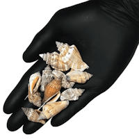 Pale spiral snail Shell