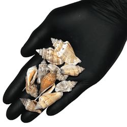 Pale spiral snail Shell