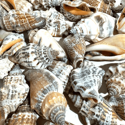 Pale spiral snail Shell