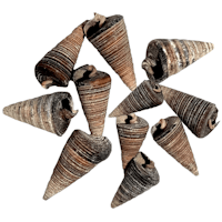 Black Jumbo Snail Shell