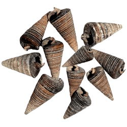 Black Jumbo Snail Shell