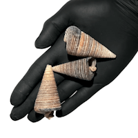Black Jumbo Snail Shell