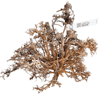 Canopy wood