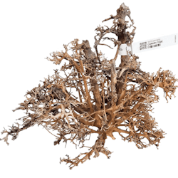 Canopy wood