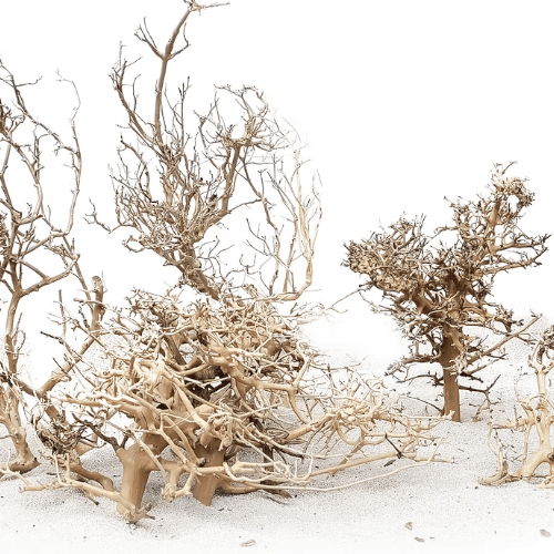 Canopy wood