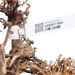 Canopy wood