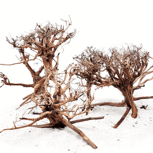 Rebel wood