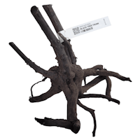 Black tree trunk