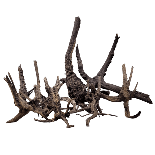 Black tree trunk
