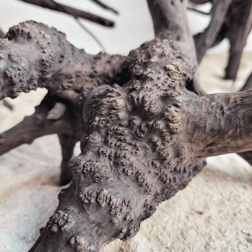 Black tree trunk