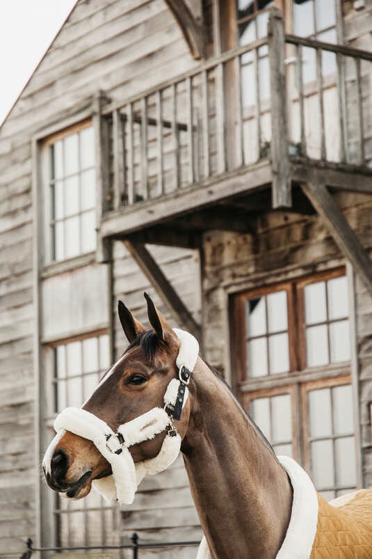 Kentucky Show Rug Velvet Mustard