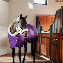 Kentucky Show rug 160g Royal purple