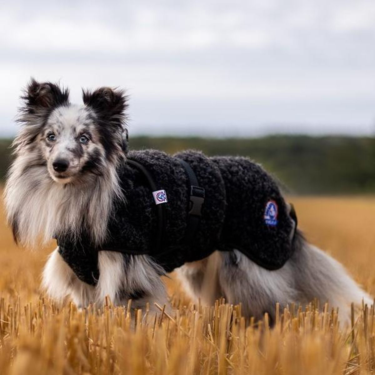 Canelana Ambassadør Terrier ulldekken hund
