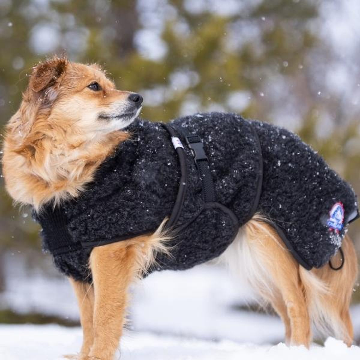 Canelana Ambassadør Terrier ulldekken hund