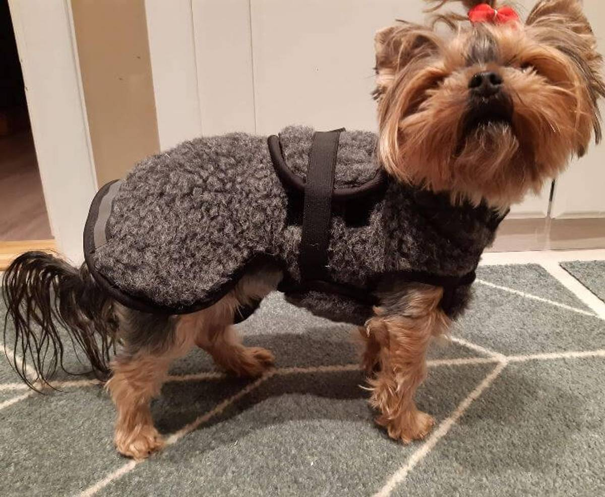 Canelana Ambassadør Terrier ulldekken hund