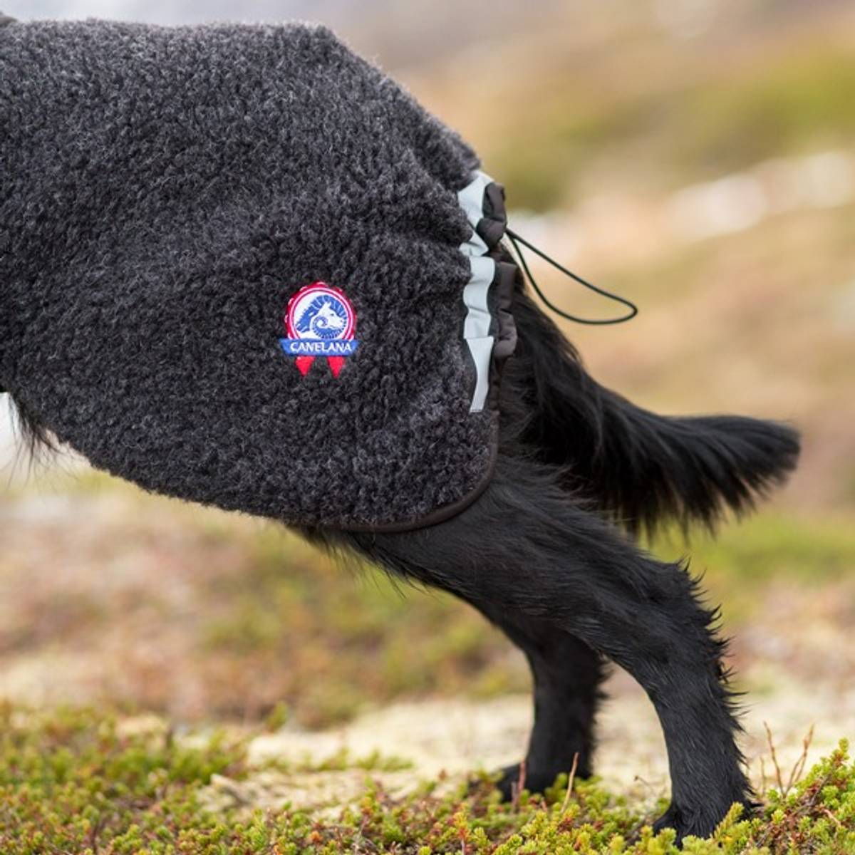 Canelana Ambassadør Terrier ulldekken hund