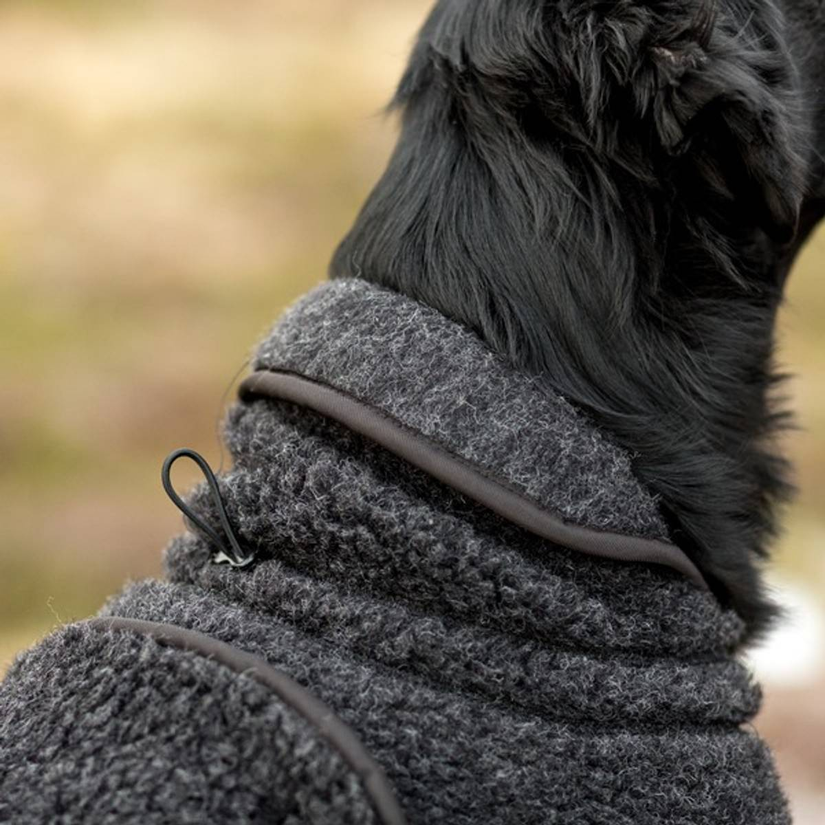 Canelana Ambassadør Terrier ulldekken hund