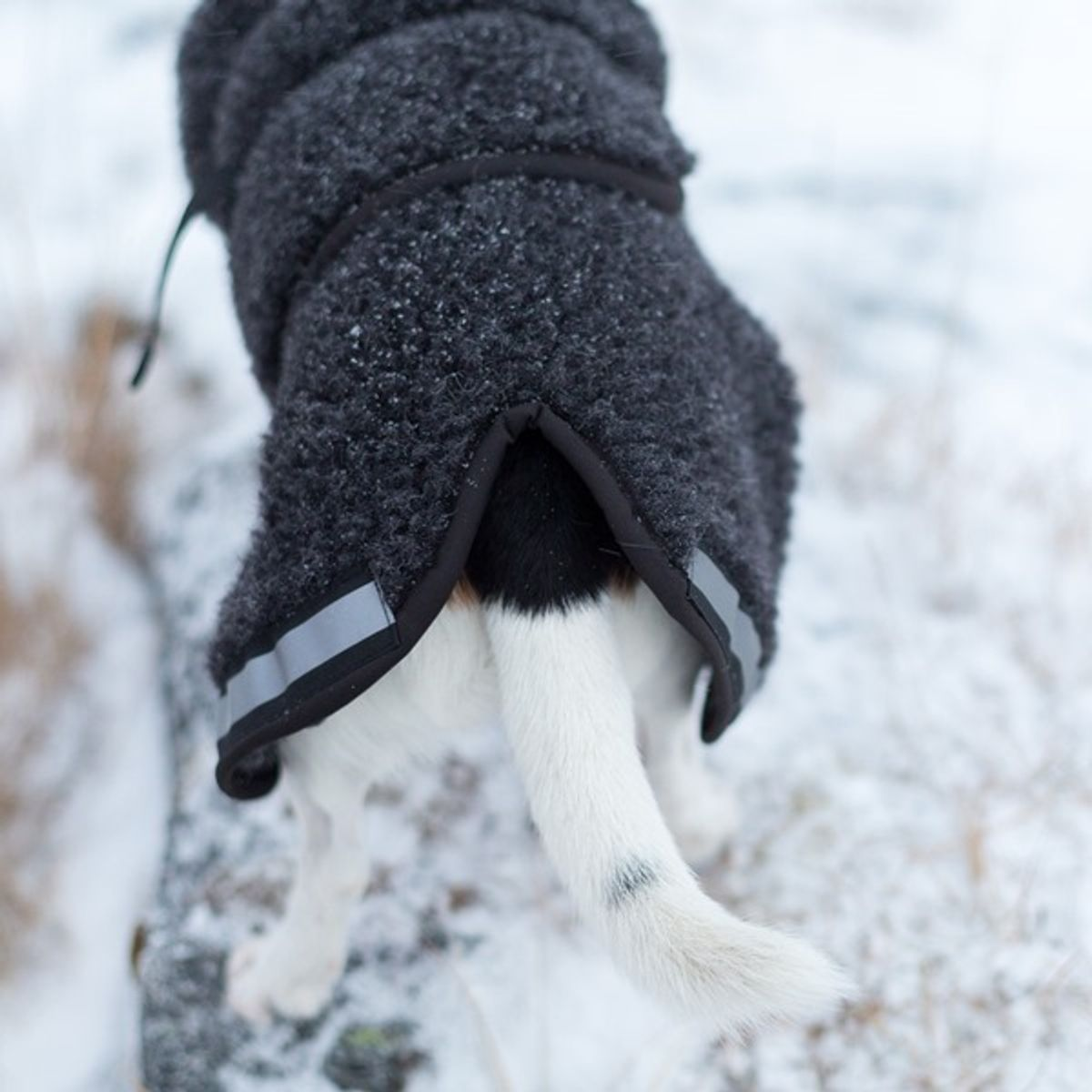 Canelana Ambassadør Terrier ulldekken hund