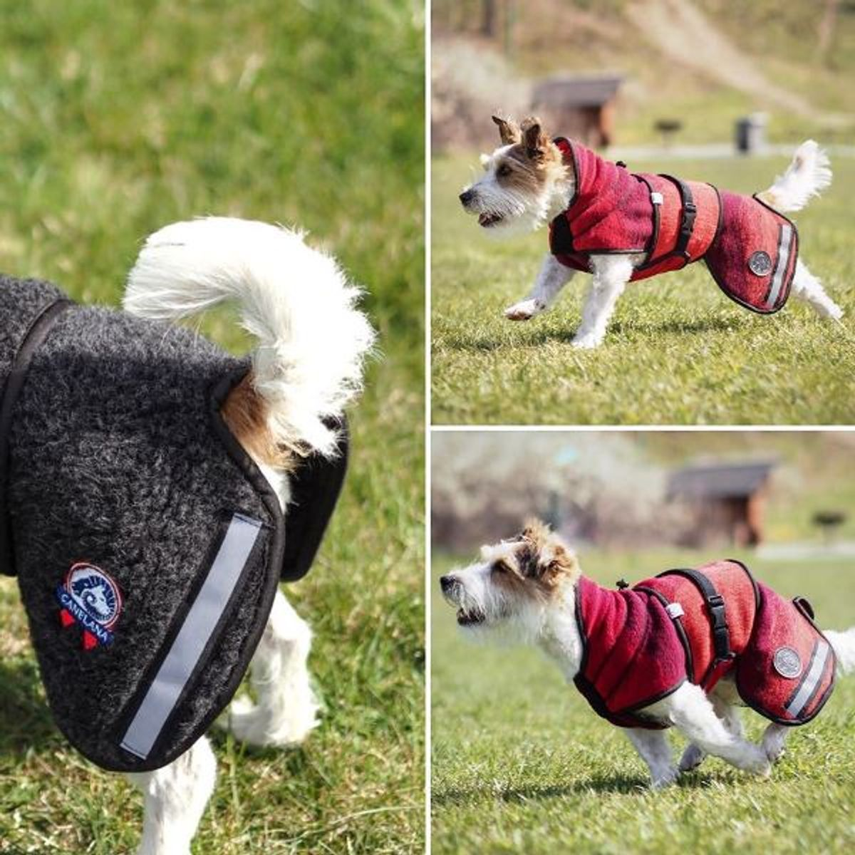 Canelana Ambassadør Terrier ulldekken hund