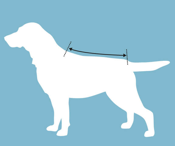 Canelana Ambassadør Terrier ulldekken hund