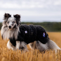 Canelana Ambassadør Dachs ulldekken hund