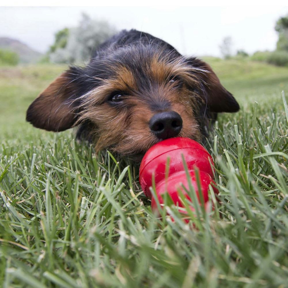 KONG Easy Treat Stuff`n M/Lever