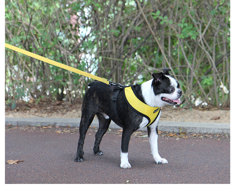 Puppia Two Tone Lead Grå / Grey Kobbel