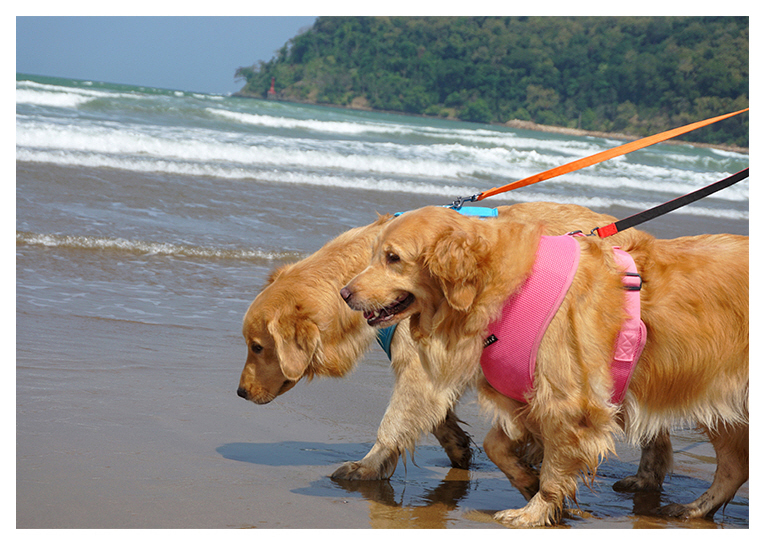 Puppia Two Tone Lead Oransj / Orange Kobbel
