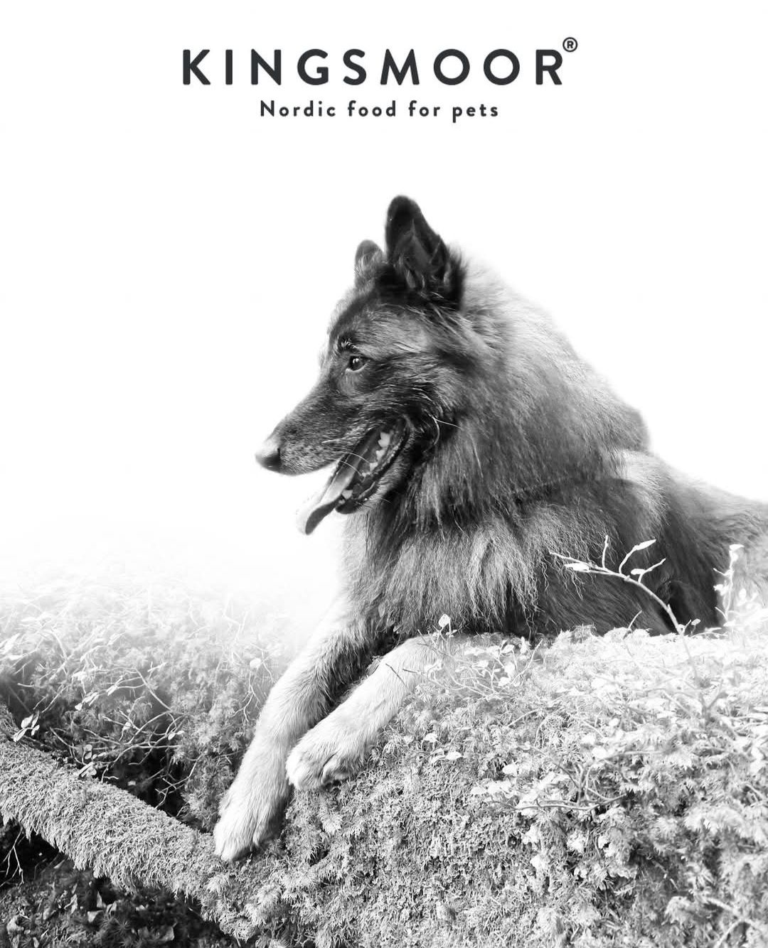Kingsmoor Mellom og Stor Hund Lam - Pure Lamb Large Dog