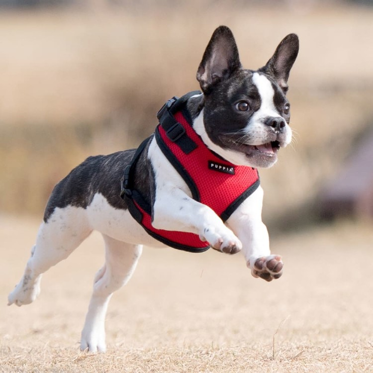 Puppia Ritefit Air Mesh Harness Rød / Red med justering i både nakke og bryst L