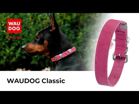 Collar Waudog Lærhalsbånd Lilla