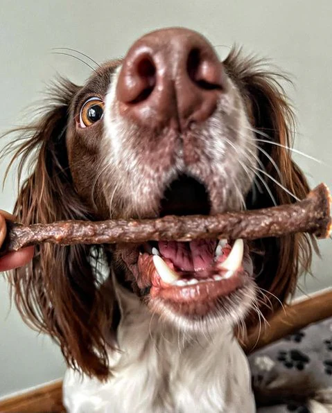 JR Pure Venison Sticks 50g