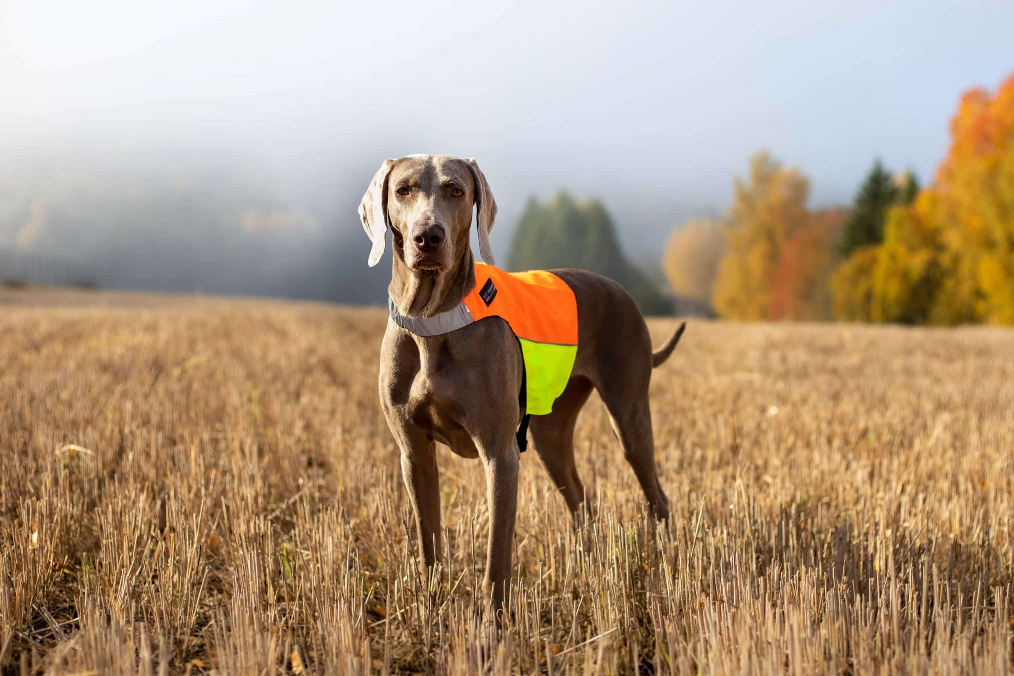 VIP BREHEIMEN markeringsdekken orange/gul