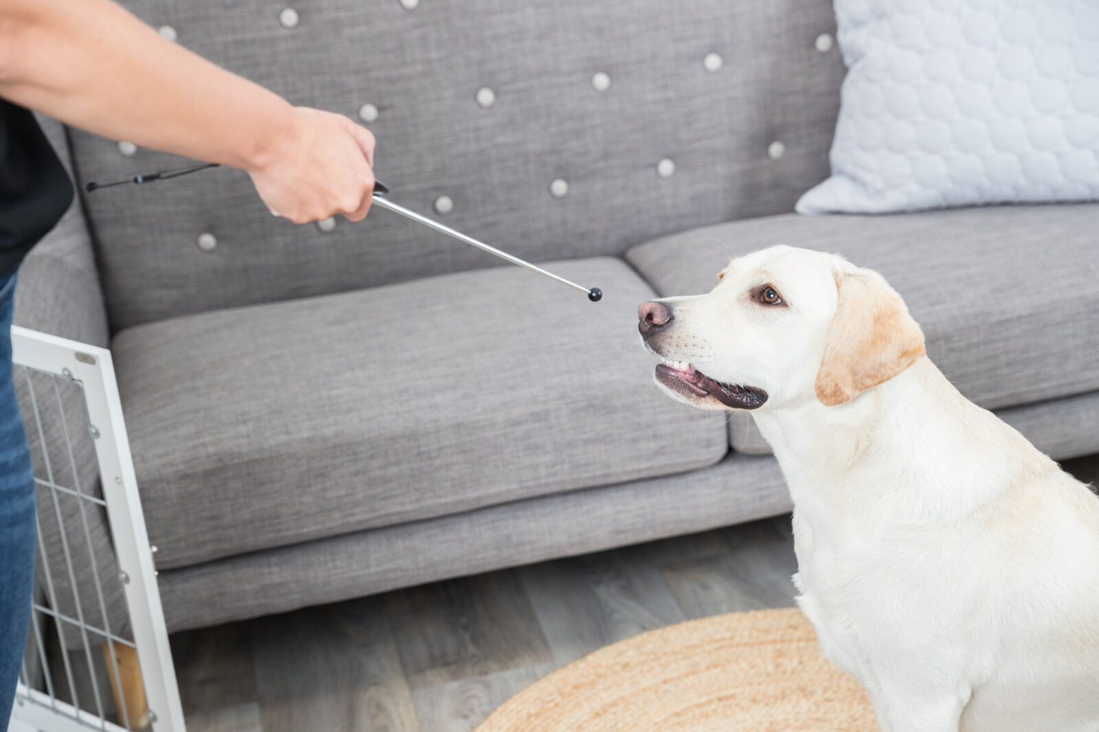 Clicker med target stick assorterte farger