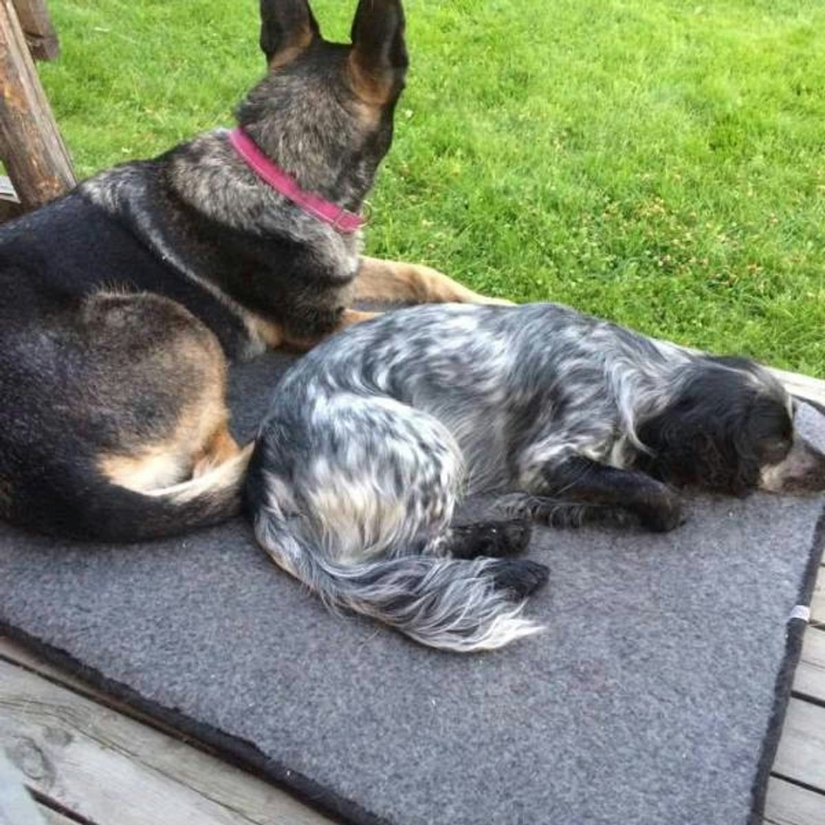 Canelana 100% ullmadrass hund - vanntett underside