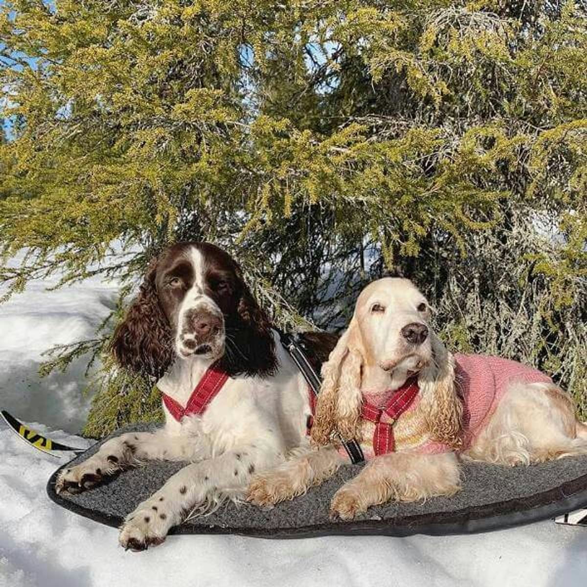 Canelana 100% ullmadrass hund - vanntett underside