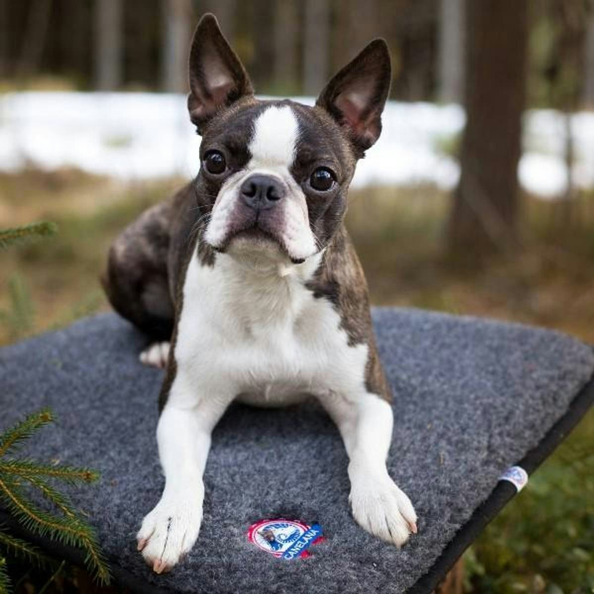 Canelana 100% ullmadrass hund - vanntett underside