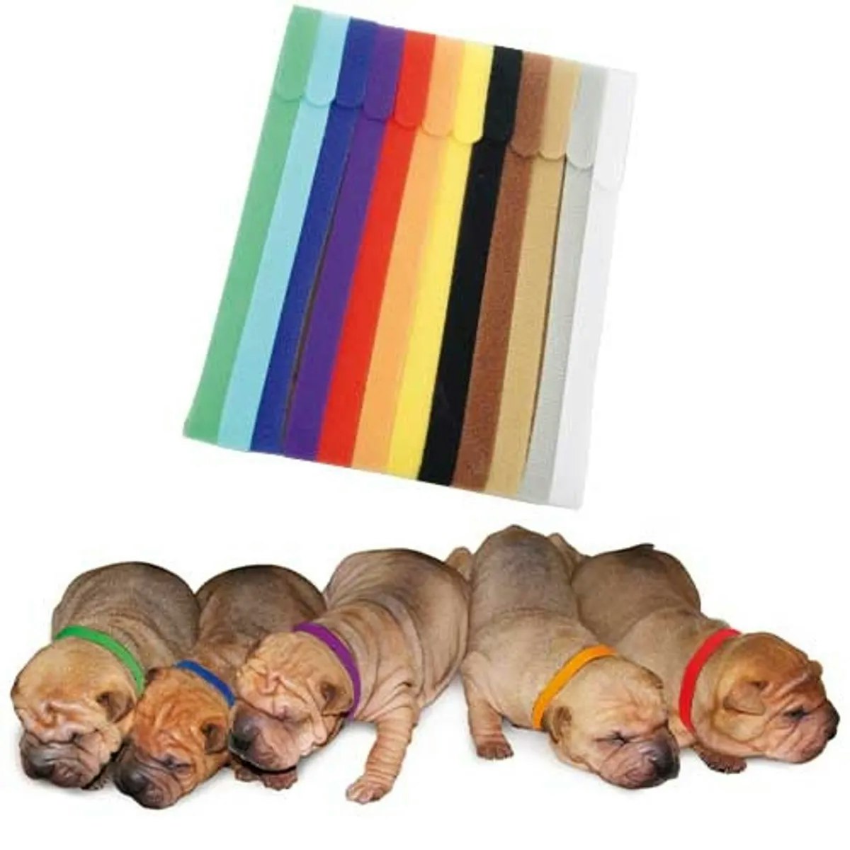 4Pups - Halsbånd til valpekull 12stk
