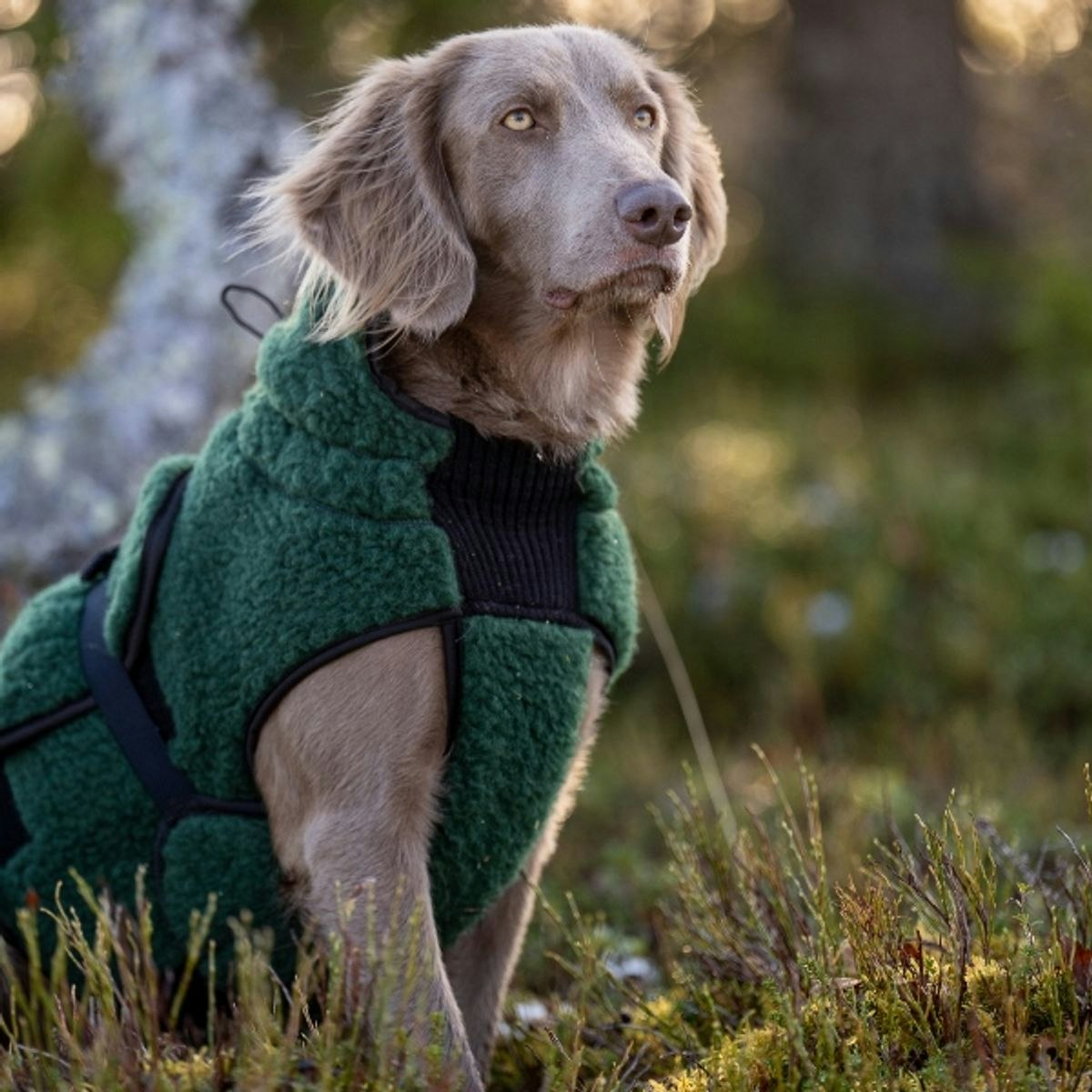 Canelana Selva ulldekken hund - Bestillingsvare!