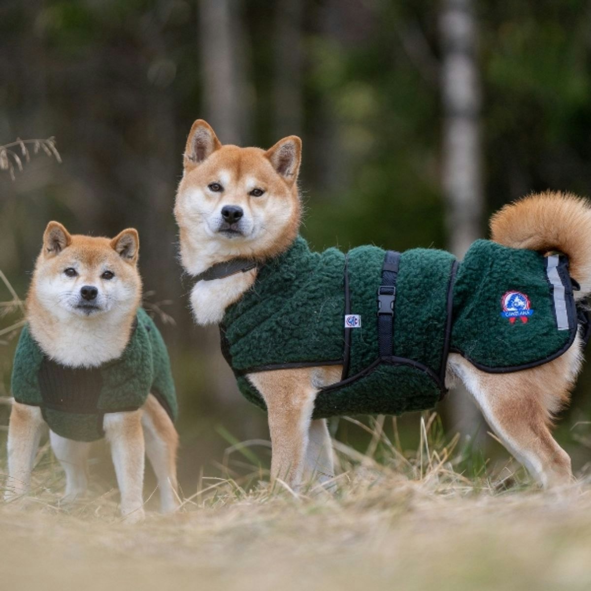 Canelana Selva ulldekken hund - Bestillingsvare!