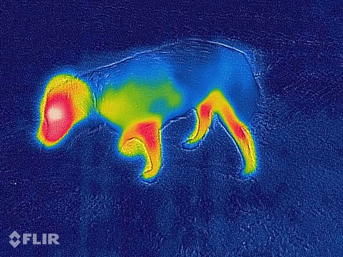Canelana Selva ulldekken hund - Bestillingsvare!